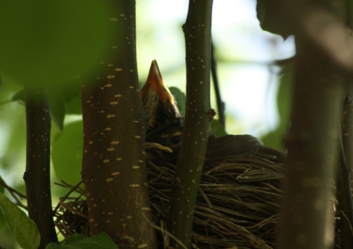 1 robin nest