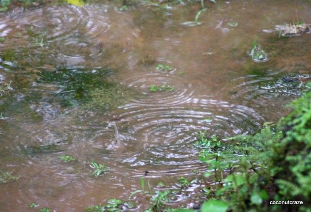 rain ripples