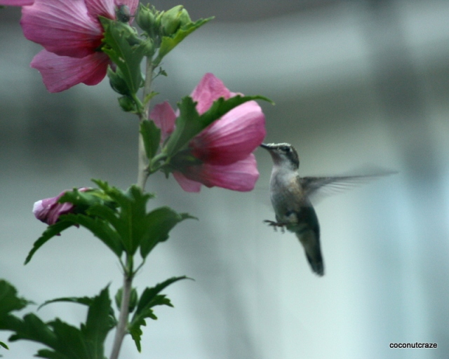 humming bird in flight